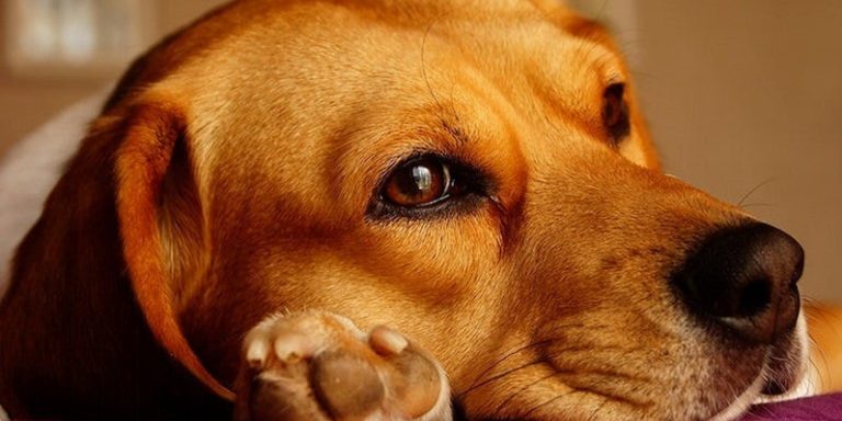 Quels sont les signes de maladies courantes chez le chien?
