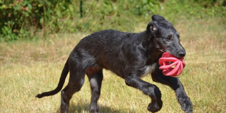Comment résoudre les problèmes d’anxiété chez le chien?